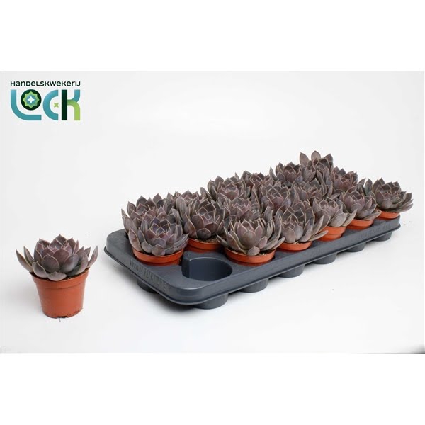 <h4>Echeveria Joost</h4>