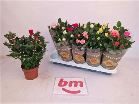 Rosa Beau Monde Gemengd