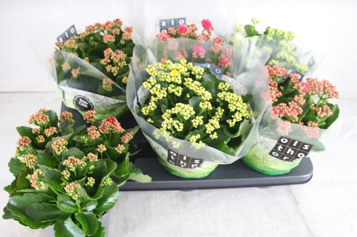 <h4>KAL GE GEM 5 KL</h4>