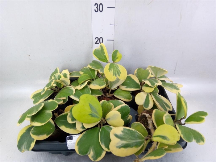 <h4>Hoya kerrii</h4>