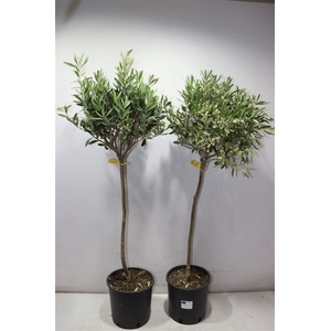 Olea Europaea