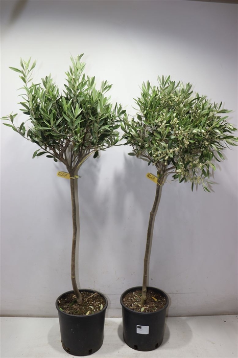 <h4>Olea Europaea</h4>