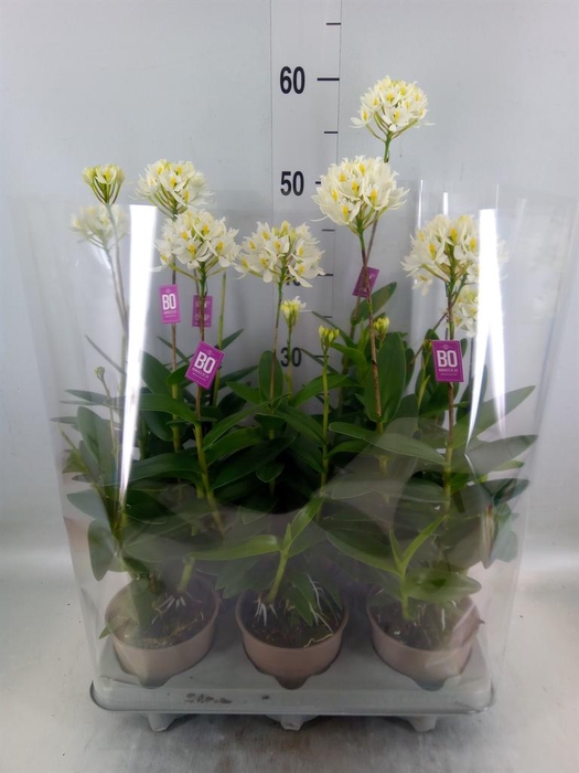 <h4>Epidendrum   ...</h4>