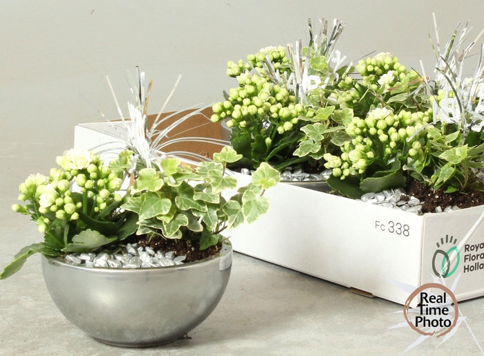 <h4>ARR KAMERPL</h4>