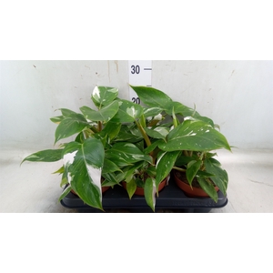 Philodendron   ...
