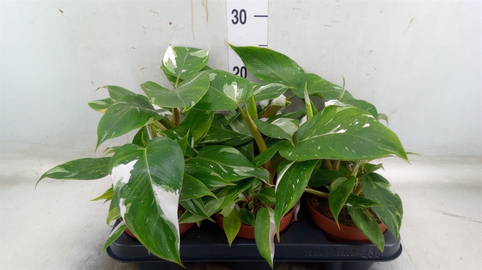 <h4>Philodendron   ...</h4>