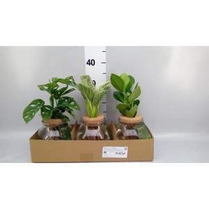 Planten  ..mix