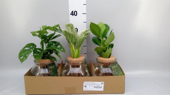 <h4>Planten ..mix</h4>