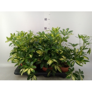 Schefflera arbor. 'Gerda'
