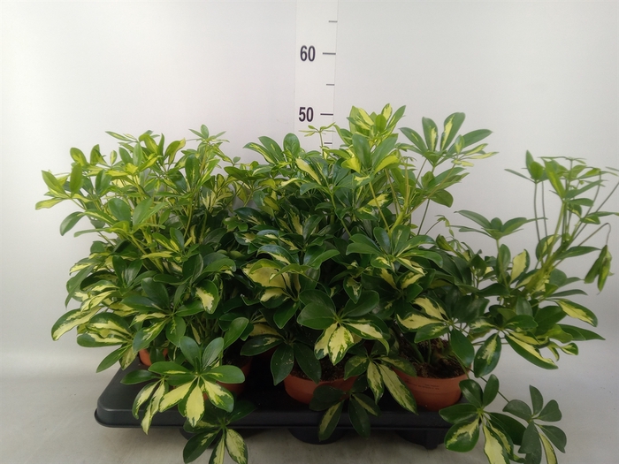 <h4>Schefflera arbor. 'Gerda'</h4>