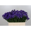 Limonium Navy Sun Birds