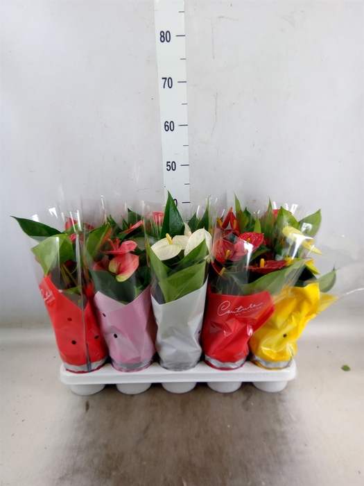 <h4>Anthurium   ...mix 4</h4>