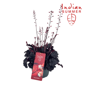 Heuchera Indian Summer P19 Blooming Black