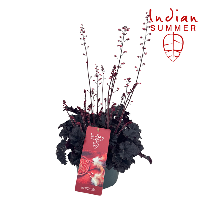 <h4>Heuchera Indian Summer P19 Blooming Black</h4>