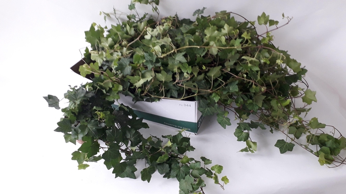 <h4>HED HE BRIGITTE</h4>