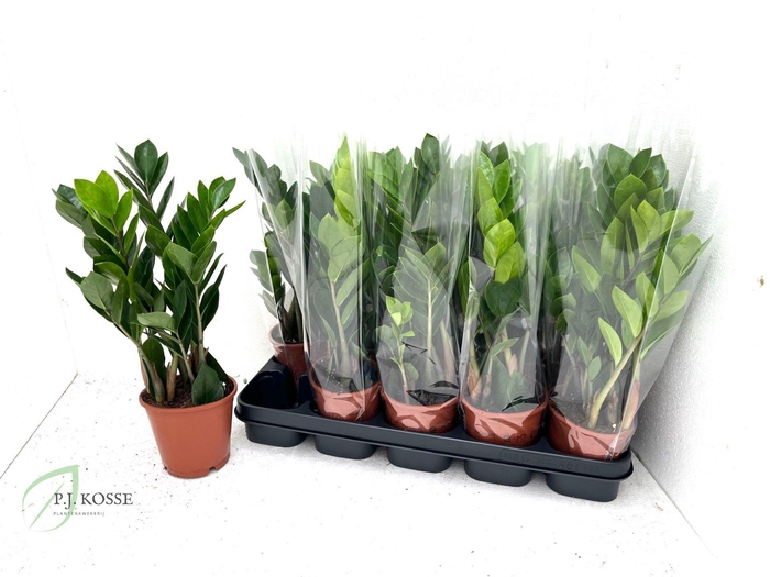 <h4>ZAMIO ZAMIIFOLIA</h4>