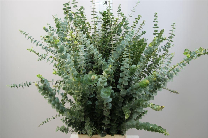 <h4>Euca Baby Blue 500gr</h4>