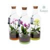 Arrangementen Phalaenopsis mt H% glas FC-18.735FDH
