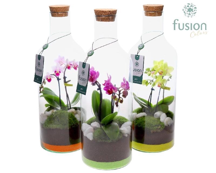<h4>Arrangementen Phalaenopsis mt H% glas FC-18.735FDH</h4>