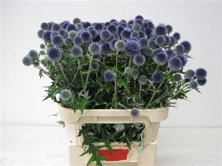 <h4>Echin Ba Blue Globe</h4>