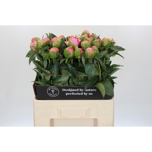 Paeonia Monsieur Jules Elie