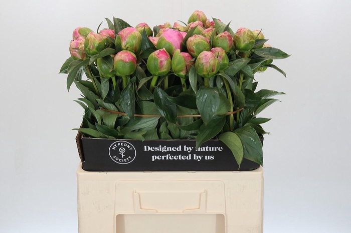 <h4>Paeonia Monsieur Jules Elie</h4>