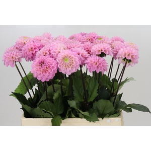 Dahlia Wizard of Oz