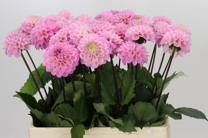 <h4>Dahlia Wizard of Oz</h4>