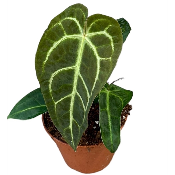 <h4>Anthurium Regale x Magnificum</h4>