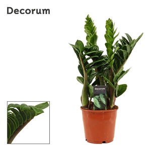 Zamioculcas Zenzi 14 cm, 4+ veren (Decorum)