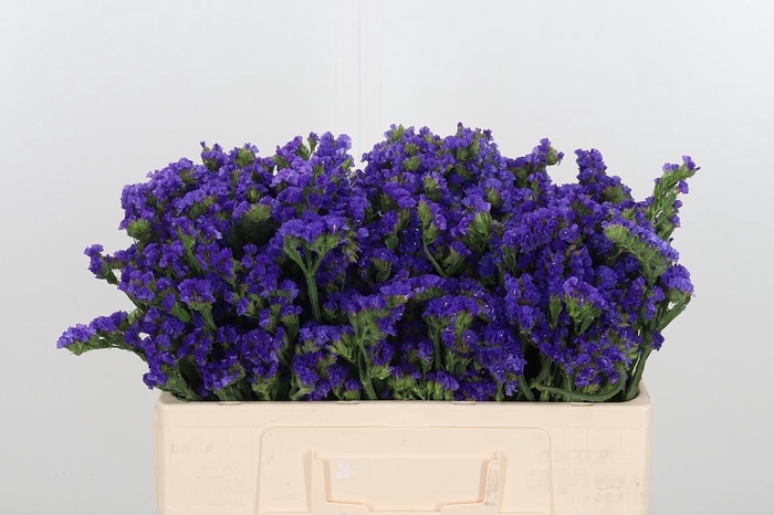 <h4>Lim S Happy Wings</h4>