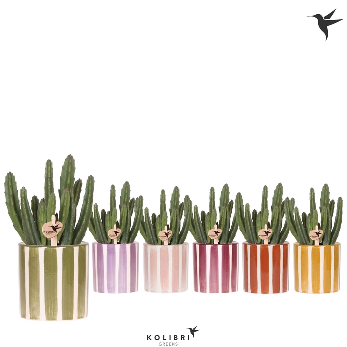 <h4>Kolibri Greens Stapelia Leendertziae in Painted Stripe pot mix</h4>