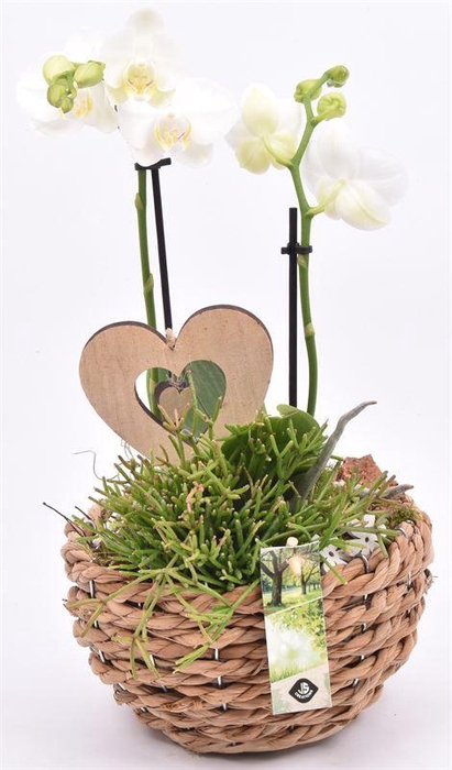 <h4>Mais mand 18cm</h4>