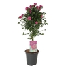 Anisodontea capensis Elegans Princess