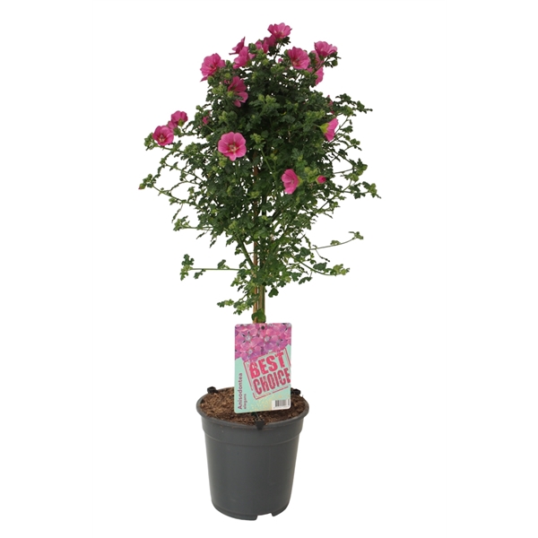 Anisodontea capensis Elegans Princess