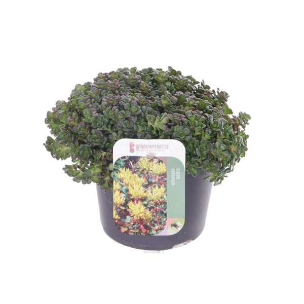 <h4>Sedum oreganum</h4>