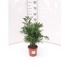 Chamaedorea elegans
