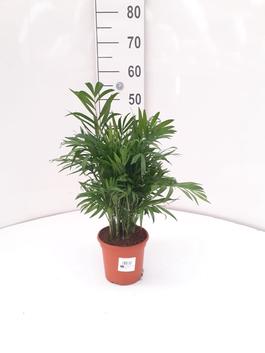 Chamaedorea elegans