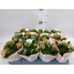 Kalanchoe  'MoreFlow Lillian'