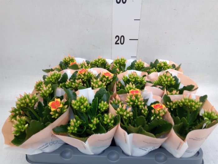 <h4>Kalanchoe  'MoreFlow Lillian'</h4>