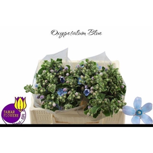 OXY CO TAN PURE BLU