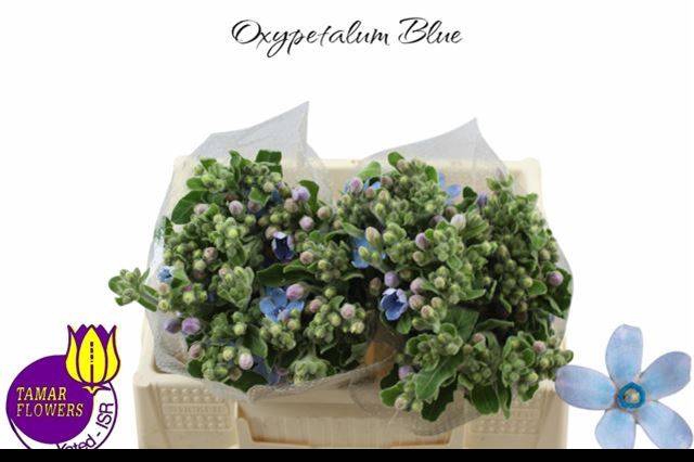 <h4>OXY CO TAN PURE BLU</h4>