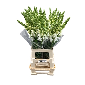 Antirrhinum potomac early white