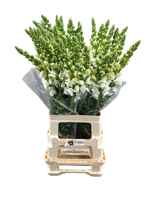 <h4>Antirrhinum potomac early white</h4>