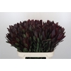 Leucadendron Saf Sunset Dark R.