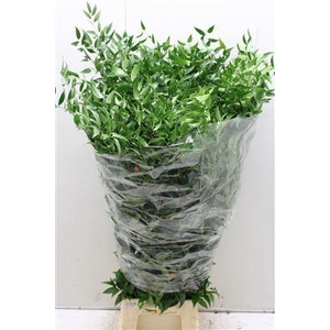 Ruscus Lang 5 Tak