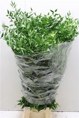 <h4>Ruscus Lang 5 Tak</h4>