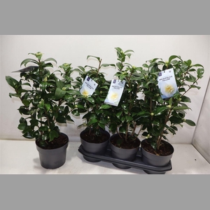 Came J Brushf Yellow