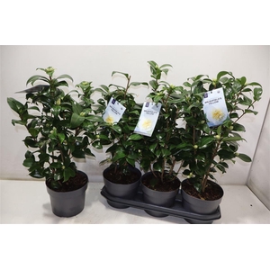 Came J Brushf Yellow