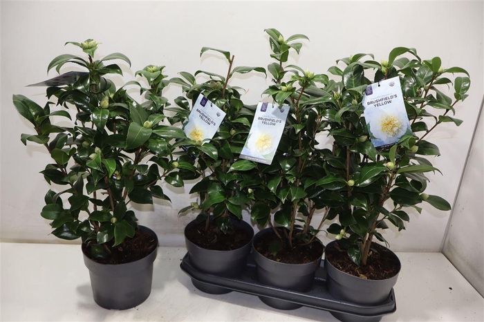 <h4>Came J Brushf Yellow</h4>